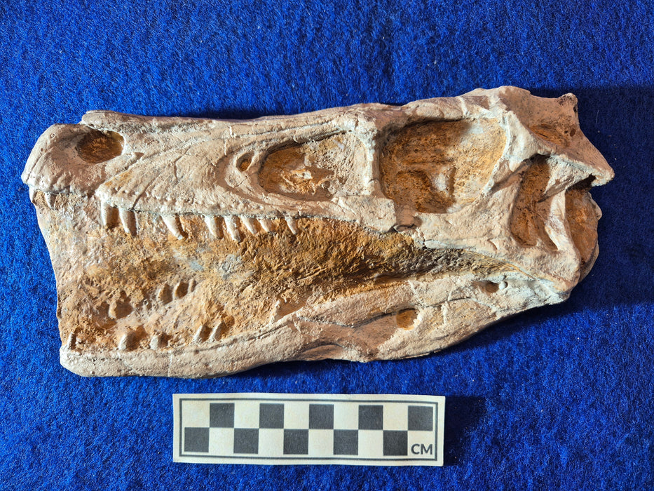 Framed Edition Velociraptor mongoliensis Skull A4