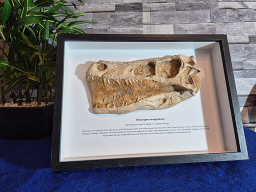 Velociraptor skull replica for sale from The Prehistoric Store