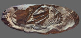 Baby T rex replica for sale
