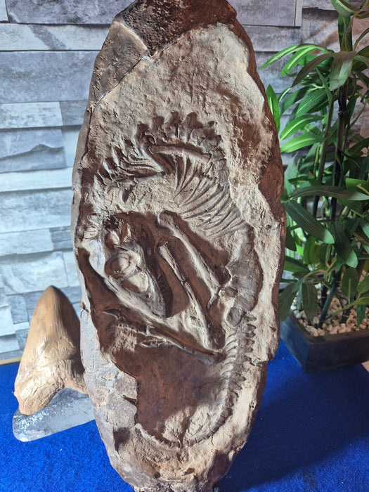 Life Sized Tyrannosaurus rex Infant in Matrix Egg