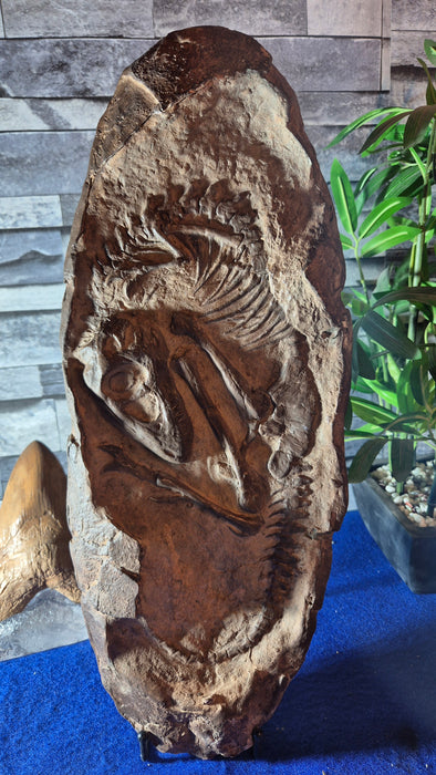Life Sized Tyrannosaurus rex Infant in Matrix Egg