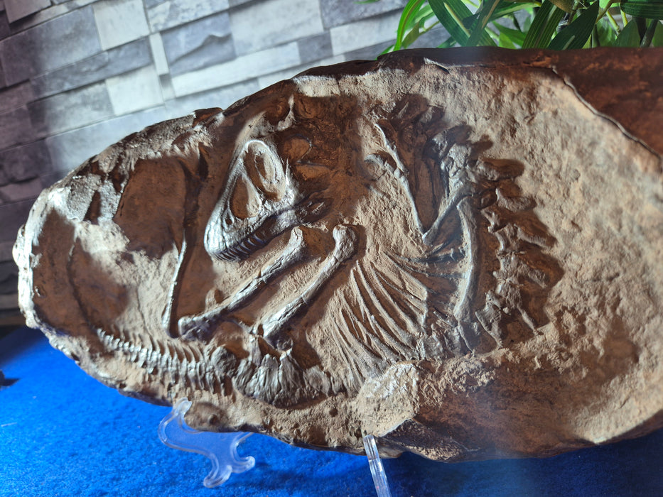 Baby T rex skeleton replica for sale at the Prehistoric Store