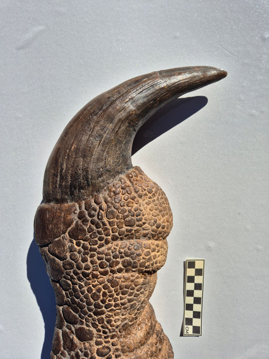 Baryonyx walkeri Claw replica, A large Dinosaur Claw