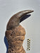 Baryonyx walkeri Claw replica, A large Dinosaur Claw