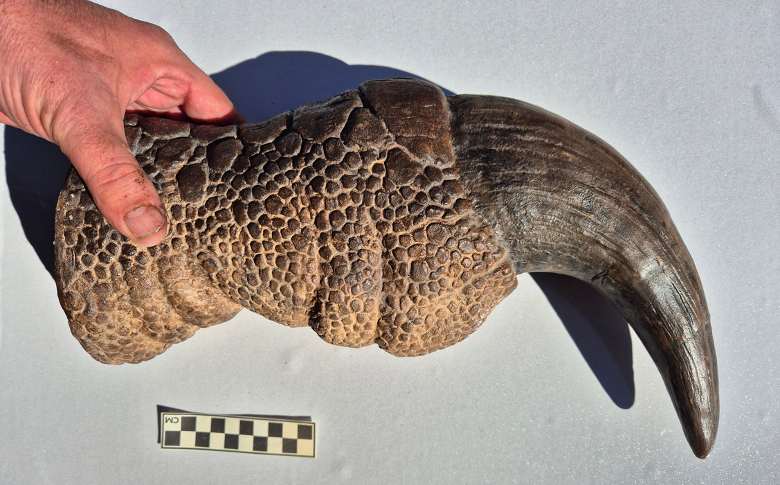 The massive Claw of Baryonyx, a British Spinosaur, replica for sale