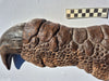 Baryonyx Dinosaur fossil replica from The Prehistoric Store