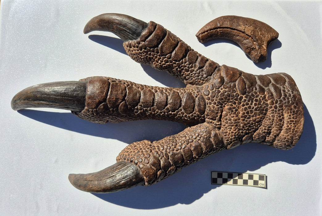 Baryonyx walkeri Dinosaur Claw Replica 