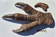 Baryonyx walkeri Dinosaur Claw Replica 