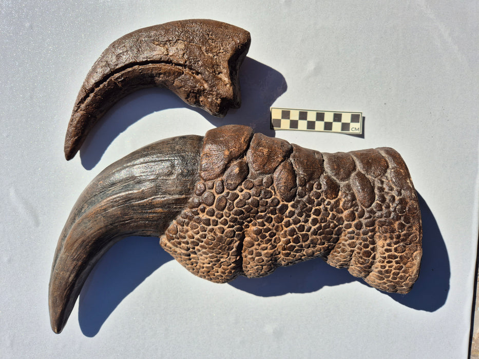 Baryonyx walkeri Dinosaur Claw Replica 