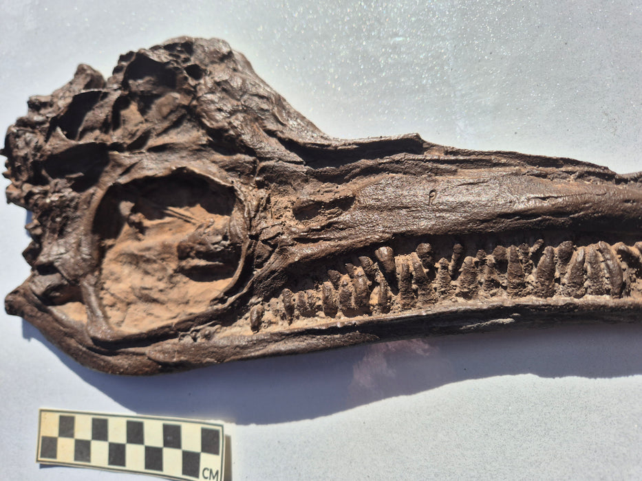 Icthyosaurus breviceps skull cast (29cm long)