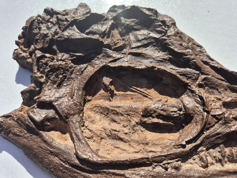 Icthyosaurus breviceps skull cast (29cm long)