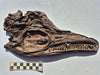 Icthyosaurus skull replica 29cm long for sale at the Prehistoric Store