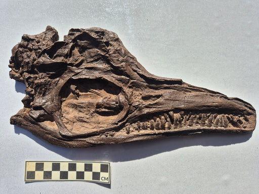 Icthyosaurus skull replica 29cm long for sale at the Prehistoric Store