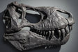 T rex half skull replica