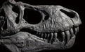 T rex half skull replica