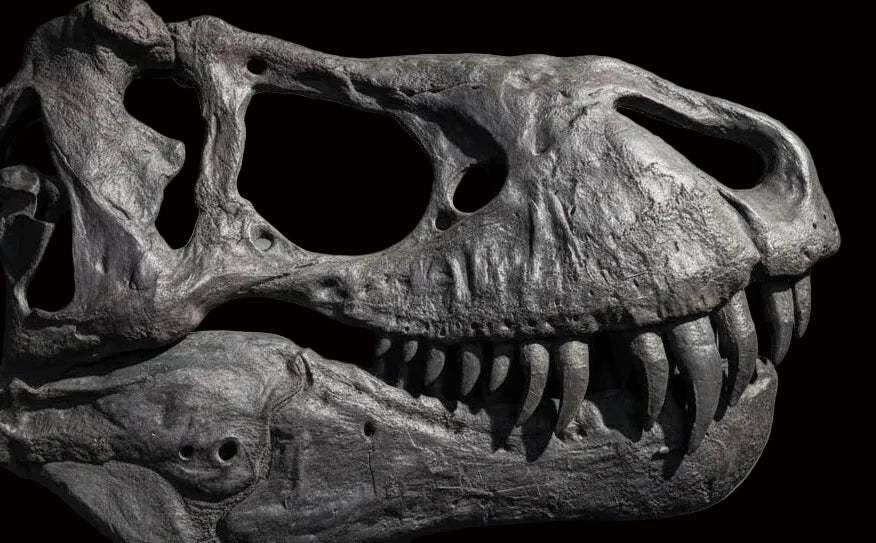 T rex half skull replica