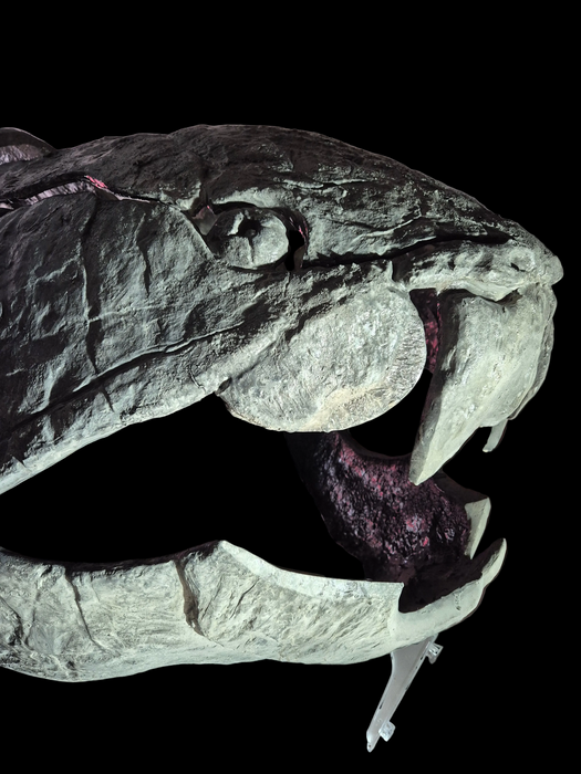 DUNKLEOSTEUS FULL SIZE SKULL