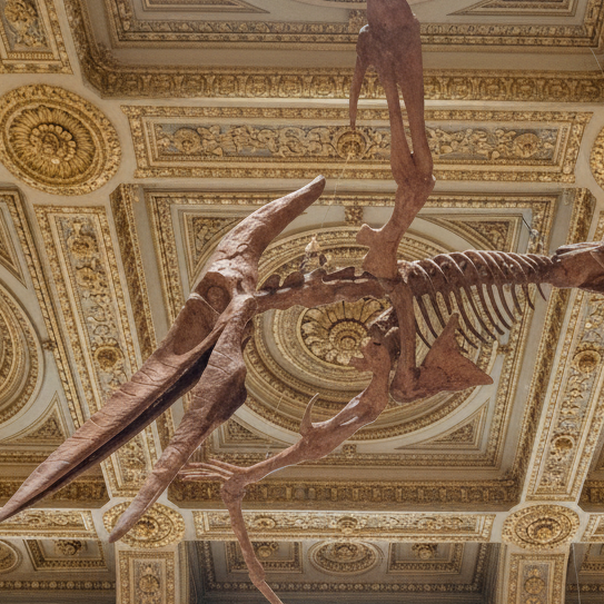 Pteranodon skeleton