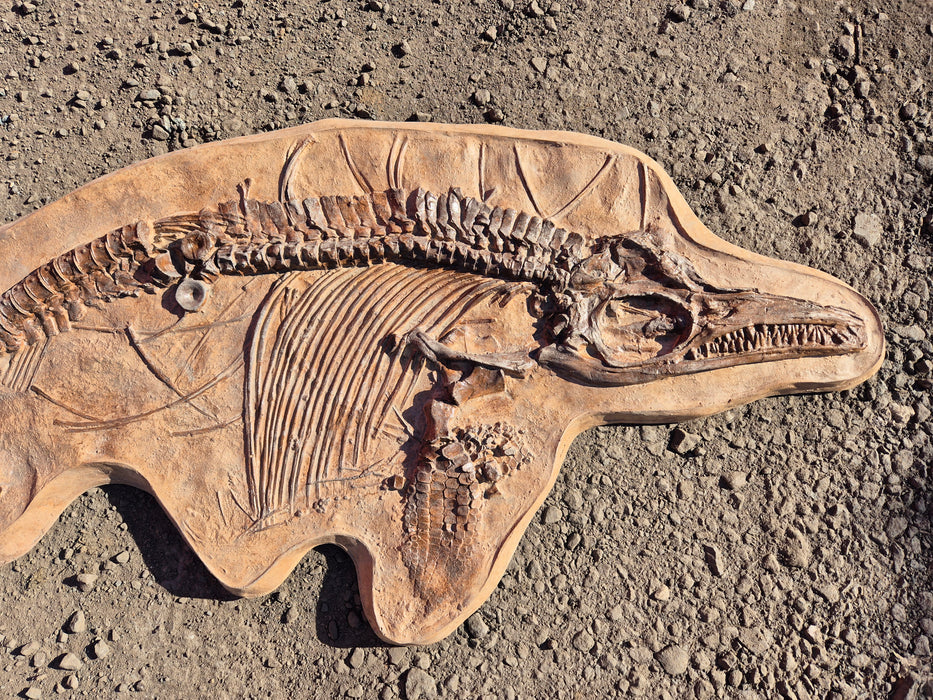 Icthyosaur breviceps Life Sized Cast