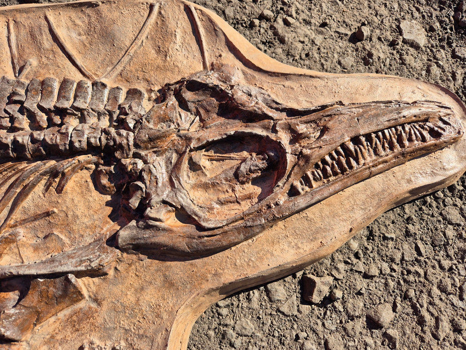 Icthyosaur breviceps Life Sized Cast