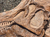 Spinosaurus mirabilis, new Spinosaurus species discoverd, replica cast for sale at The Prehistoric Store