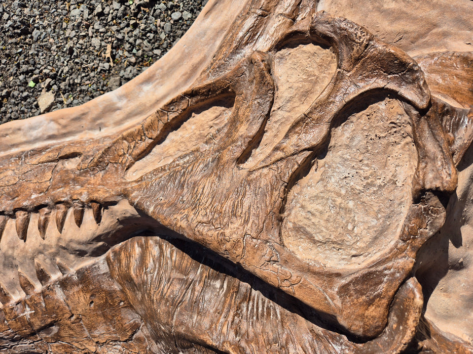 Spinosaurus mirabilis, new Spinosaurus species discoverd, replica cast for sale at The Prehistoric Store