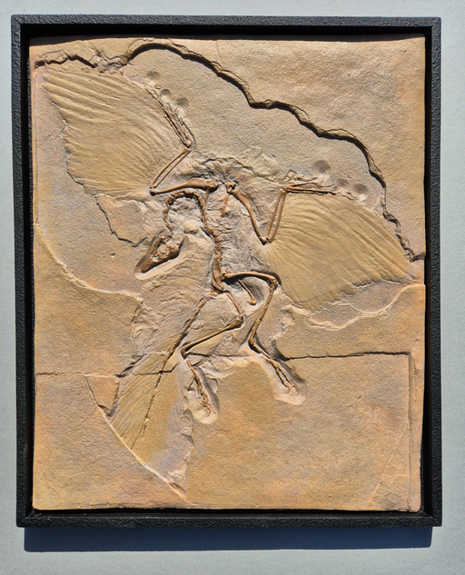 Archaeopteryx replica cast in a limited edition frame, best replica Archaeopteryx available at The Prehistoric Store