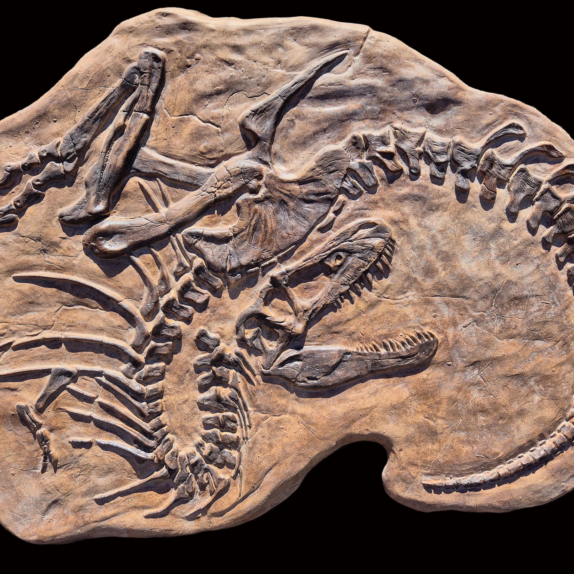Death pose Tyrannosaur, Gorgosaurus replica cast from The Prehistoric Store