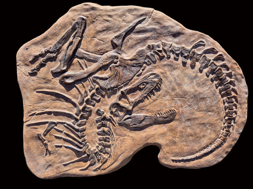 Death pose Tyrannosaur, Gorgosaurus replica cast from The Prehistoric Store