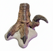 Relica tahraptor Foot - Looks just like a modern day Ostrich, Dinosaur Bird like foot from he Prehistoric Store