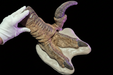 Utahraptor Killing Claw, Sickle Claw replica cast from an original sculpture by john Mac at The Prehistoric Store