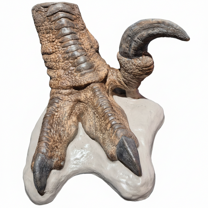 Utahraptor replica foot cast from an original sculpture by John Mac, The Prehistoric Store