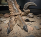 A prehistoric bird foot fossil or replica with three long toes and a curved killing claw digit, displayed on sand with rocks in a museum setting.