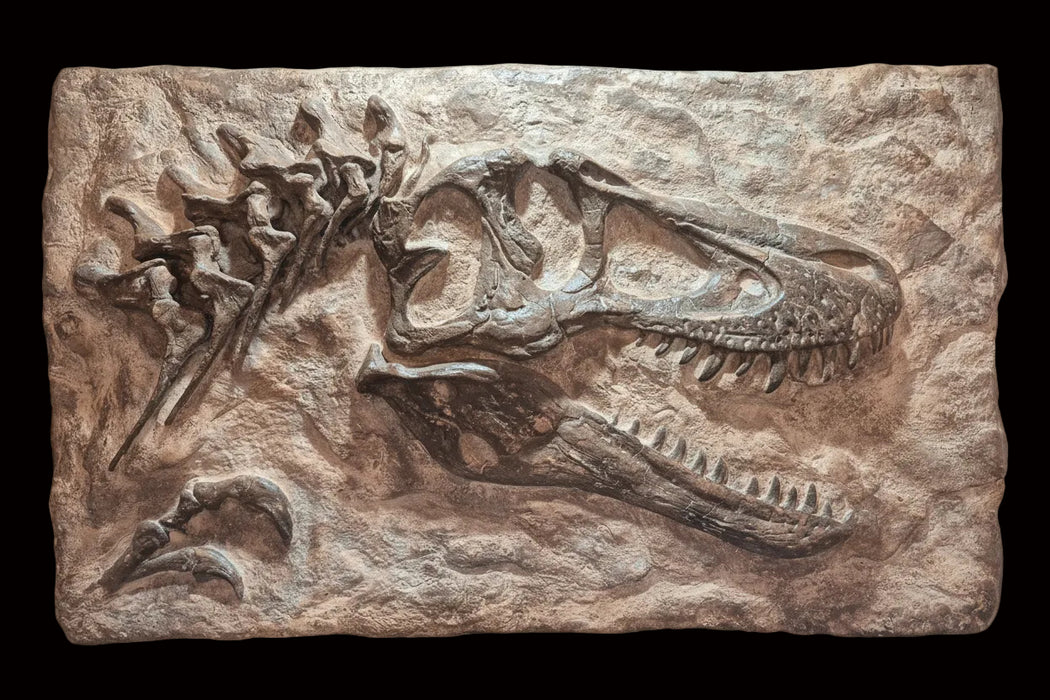 juvenile T rex skull replica baby tyrannosaurus for sale
