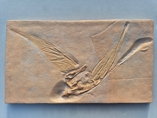 Rhamphorhyncus replica cast from the Prehistoric Store