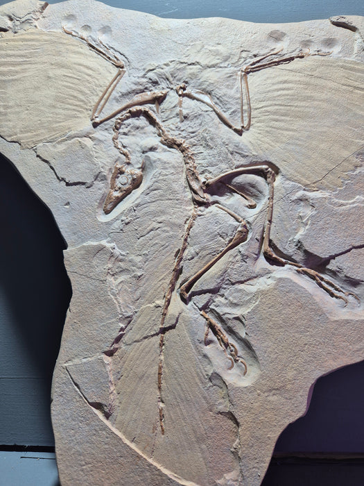 Studio Shop Custom Archaeopteryx cast 1 Only