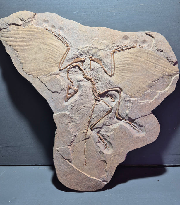 Studio Shop Custom Archaeopteryx cast 1 Only