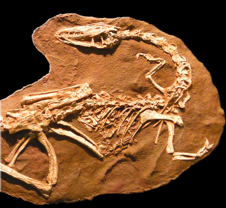 Coelophysis bauri 147cm X 90cm Fossil Cast