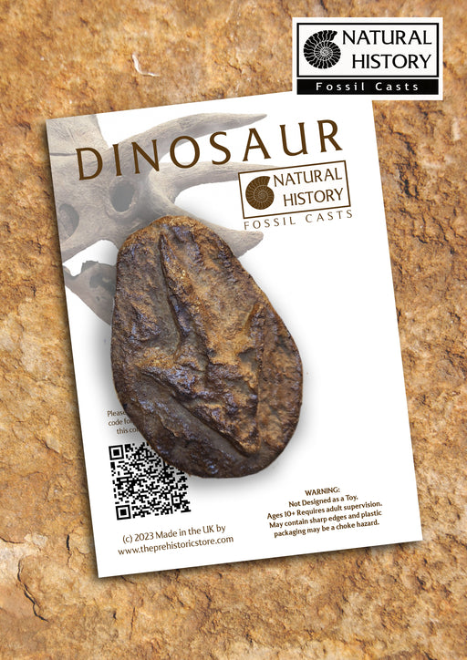 Dinosaur footprint fossil cast for sale at The Prehistoric Store £14.99