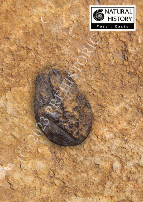 Natural History Fossil Casts: Dinosaur Footprint