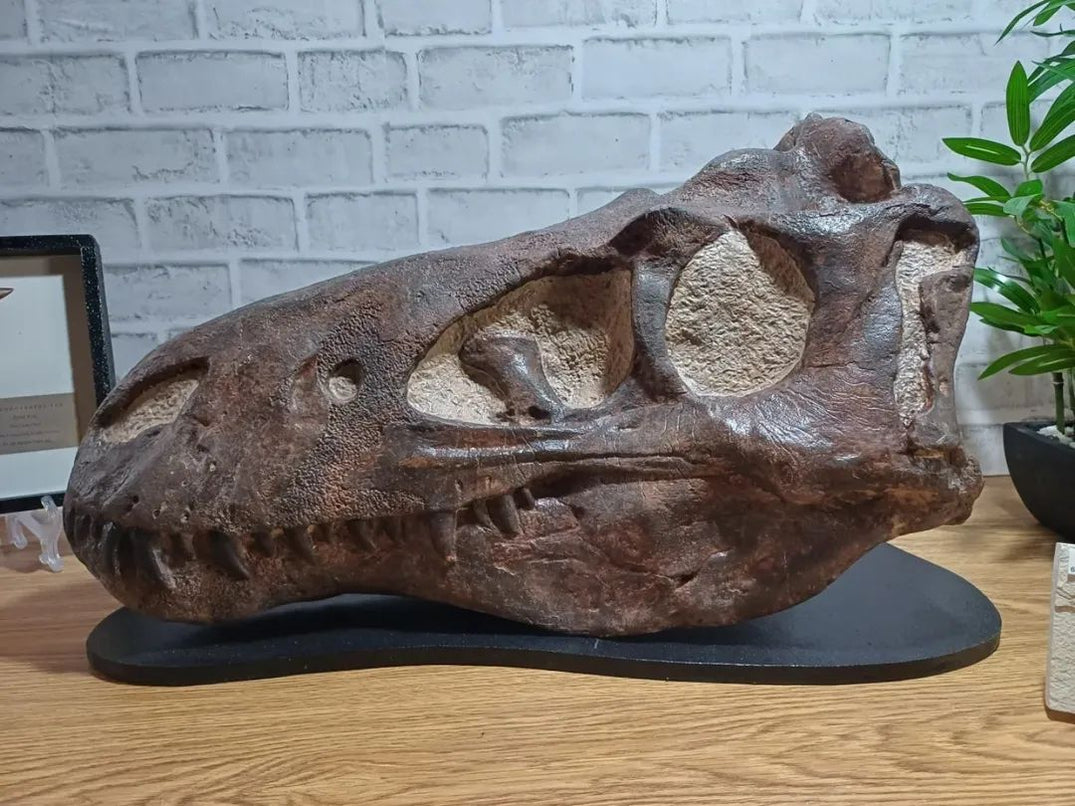Bespoke life sized Dinosaur Fossil Replicas — The Prehistoric Store