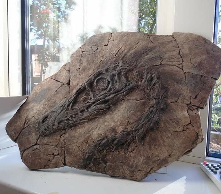 Velociraptor mongoliensis In Matrix Fossil Panel Replica