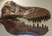Replica T rex Skulls for sale at The Prehistoric Store by Paleoartist John Mac