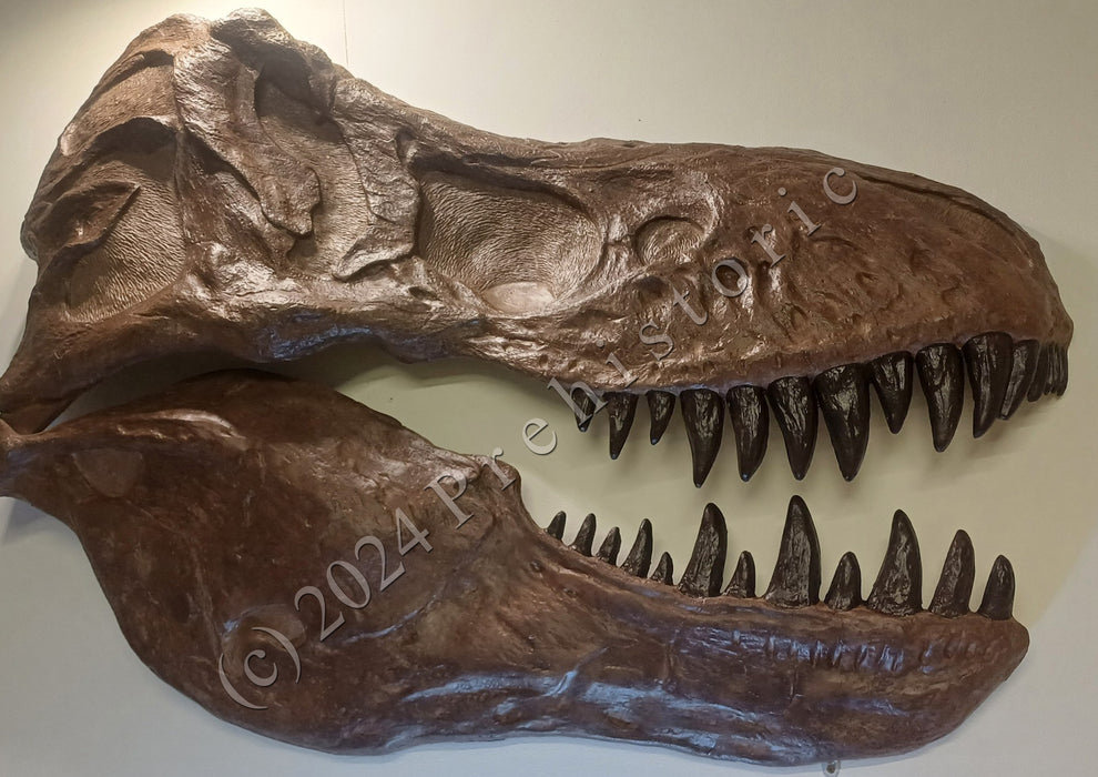 Replica T rex Skulls for sale at The Prehistoric Store by Paleoartist John Mac