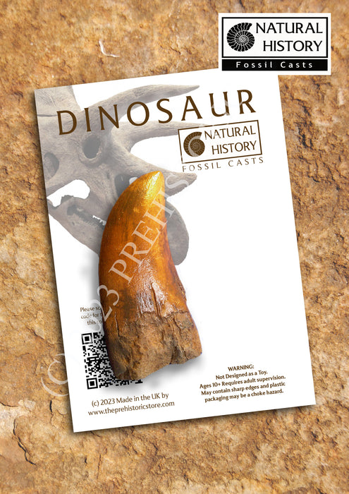 Giganotosaurus dinosaur tooth replica from The Prehistoric Store £14.99
