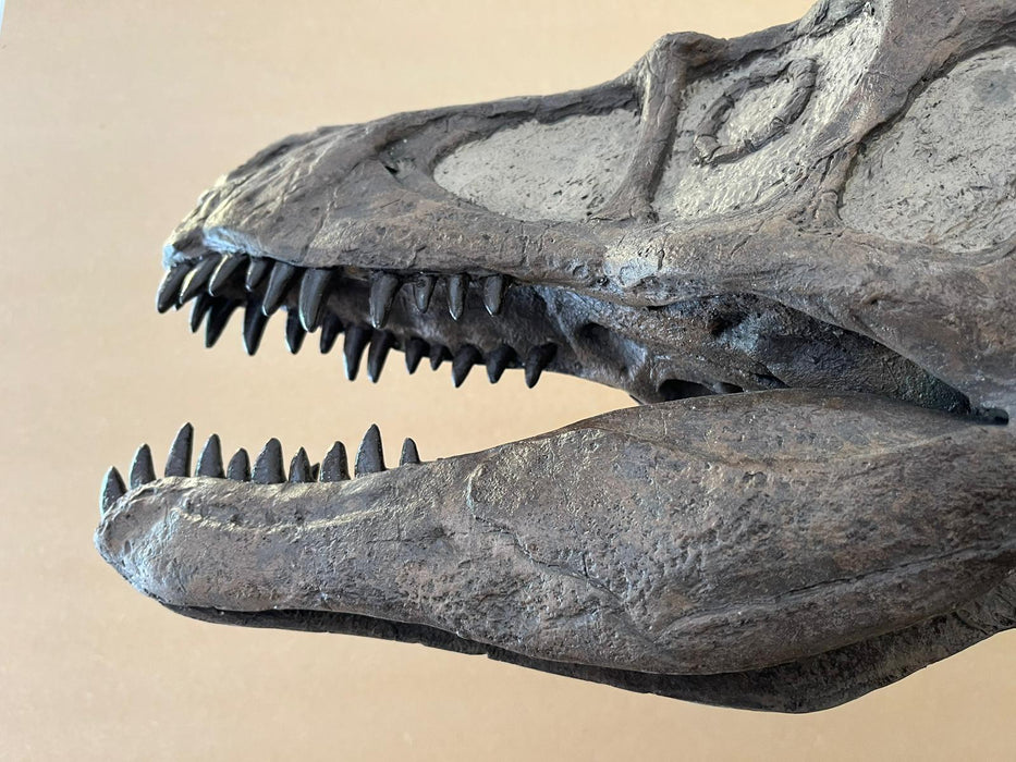 Utahraptor ostrommaysorum Skull