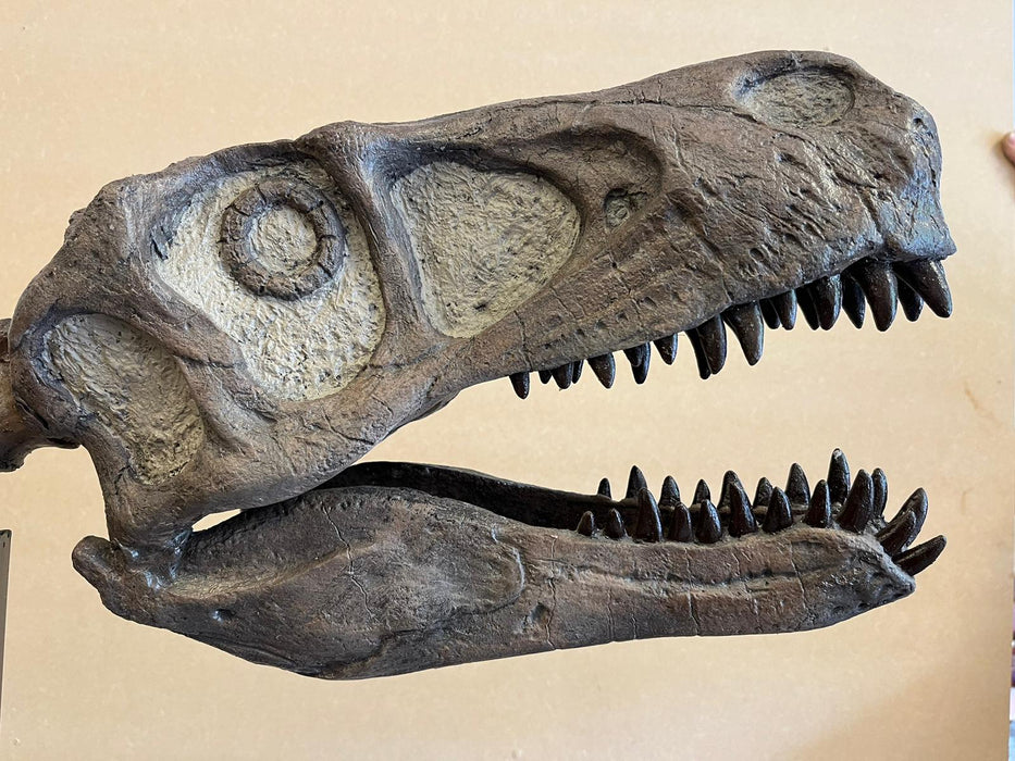 Utahraptor skull replica from The Prehistoric Store