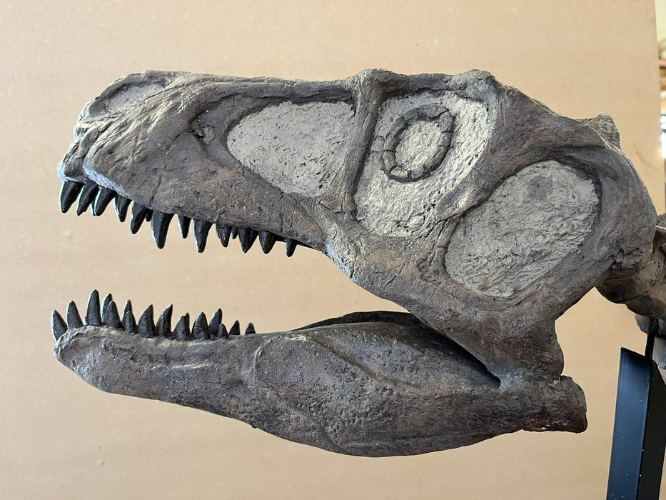 Utahraptor Skeleton replica from The Prehistoric Store