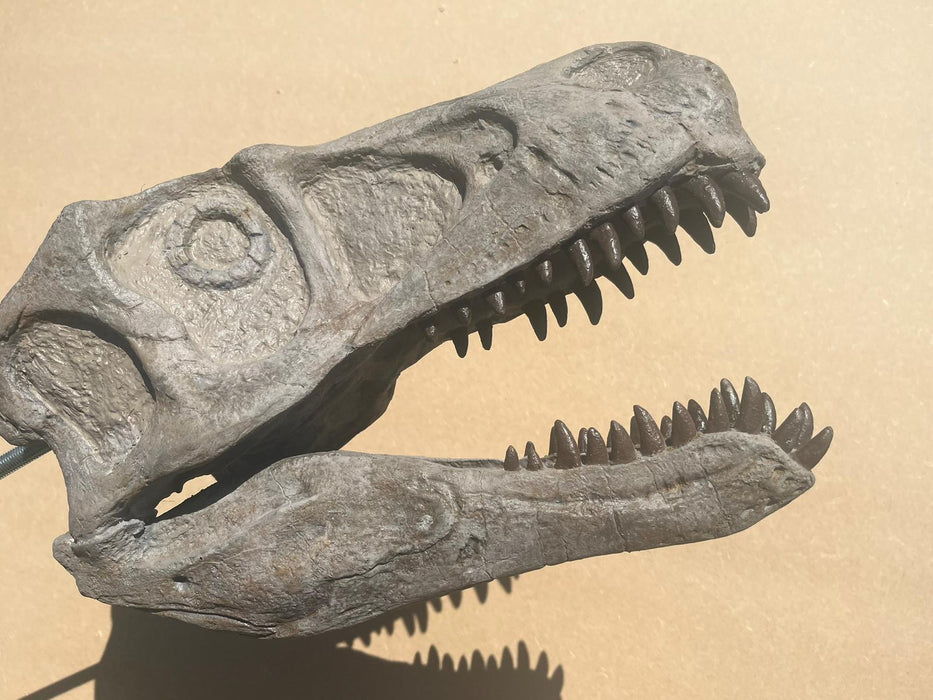 Utahraptor ostrommaysorum Skull