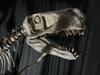 Utahraptor Skeleton Replica for sale from The Prehistoric Store